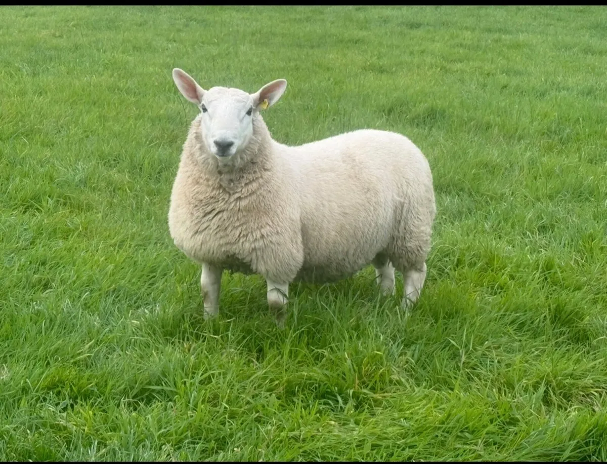 North country Cheviot ram lambs - Image 1