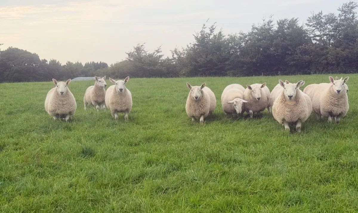 North country Cheviot ram lambs - Image 3
