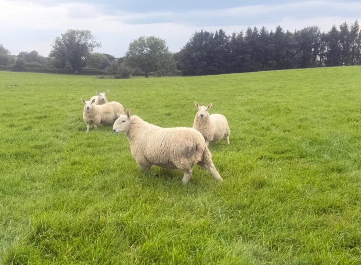 North country Cheviot ram lambs - Image 4