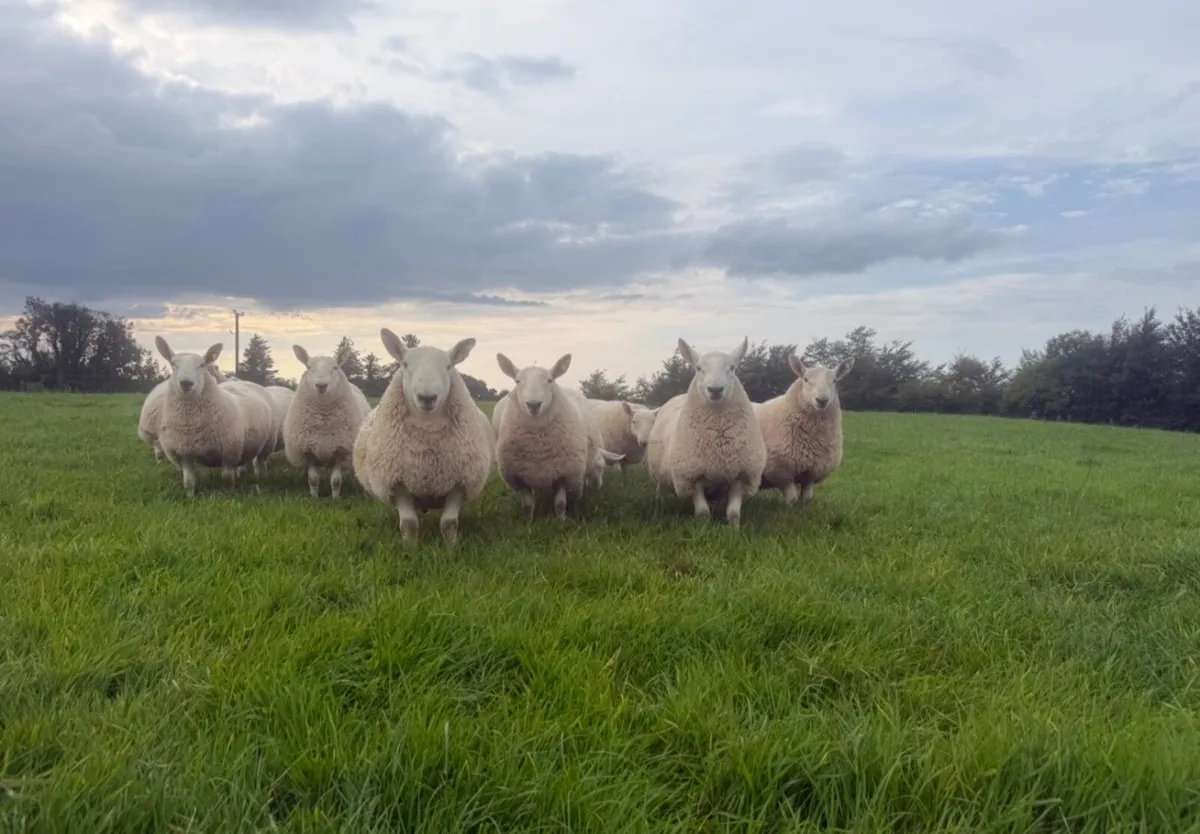 North country Cheviot ram lambs - Image 2