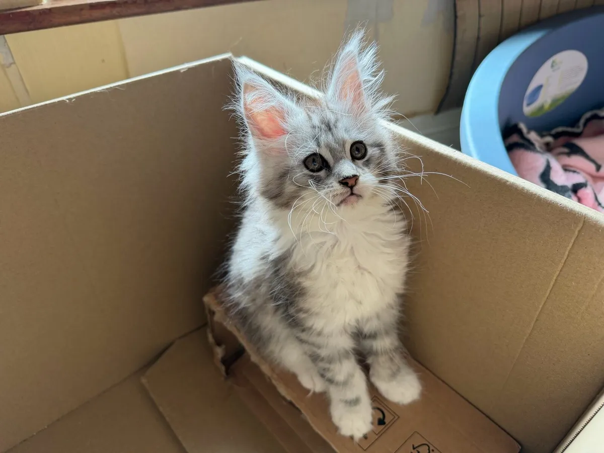 Maine Coon kitten - Image 2