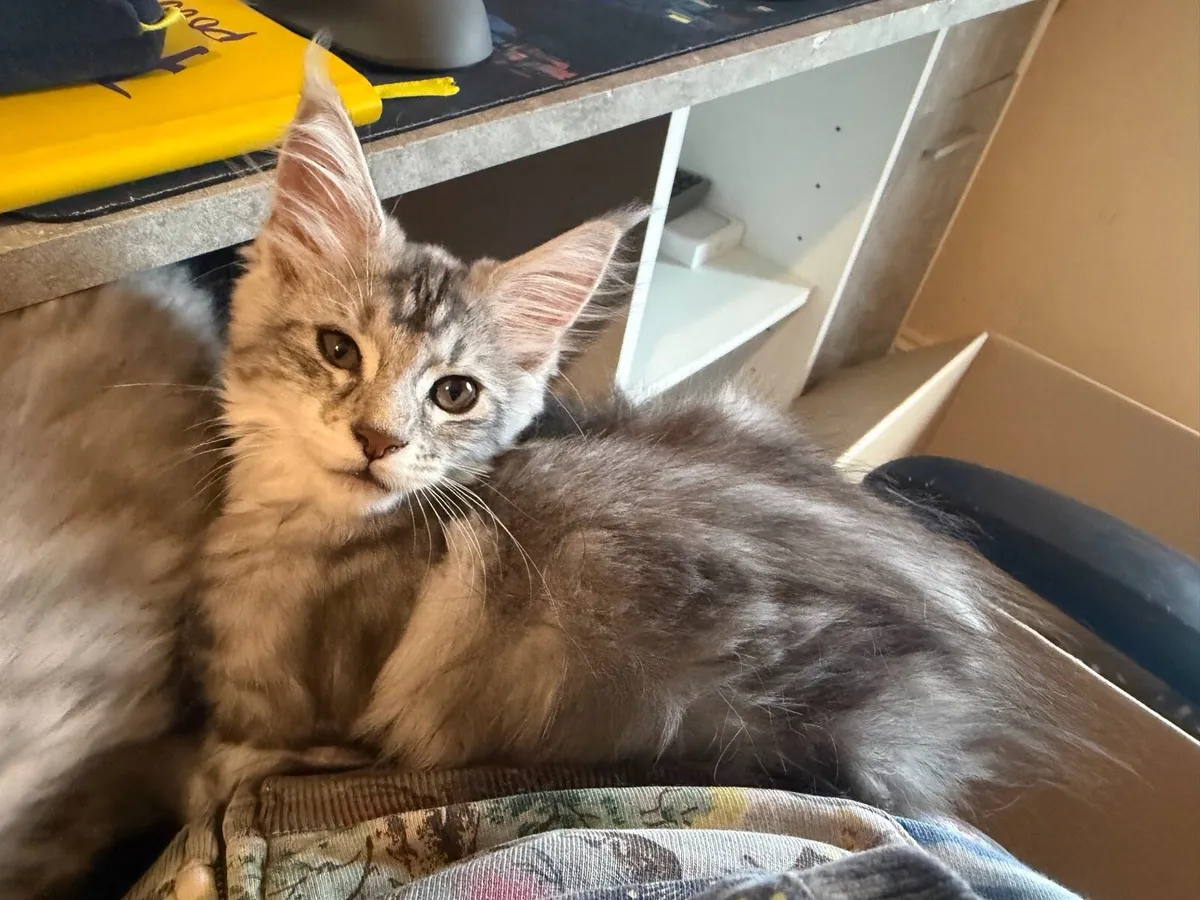 Maine Coon kitten - Image 4