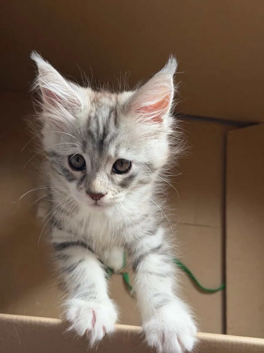 Maine Coon kitten - Image 1
