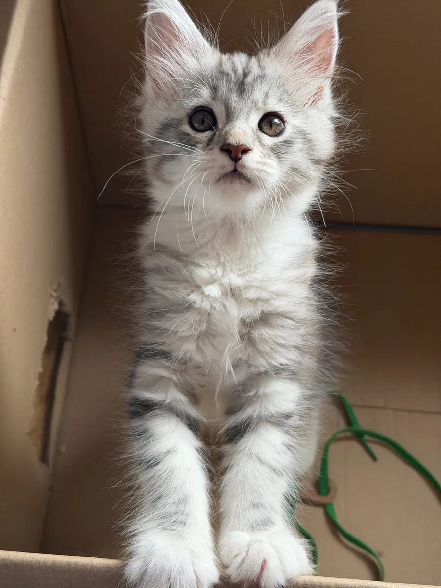 Maine Coon kitten - Image 3