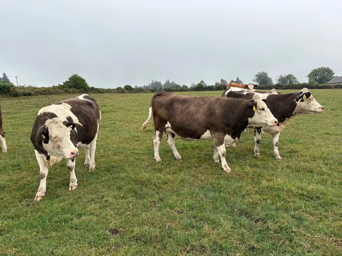 In calf suckler heifers - Image 1