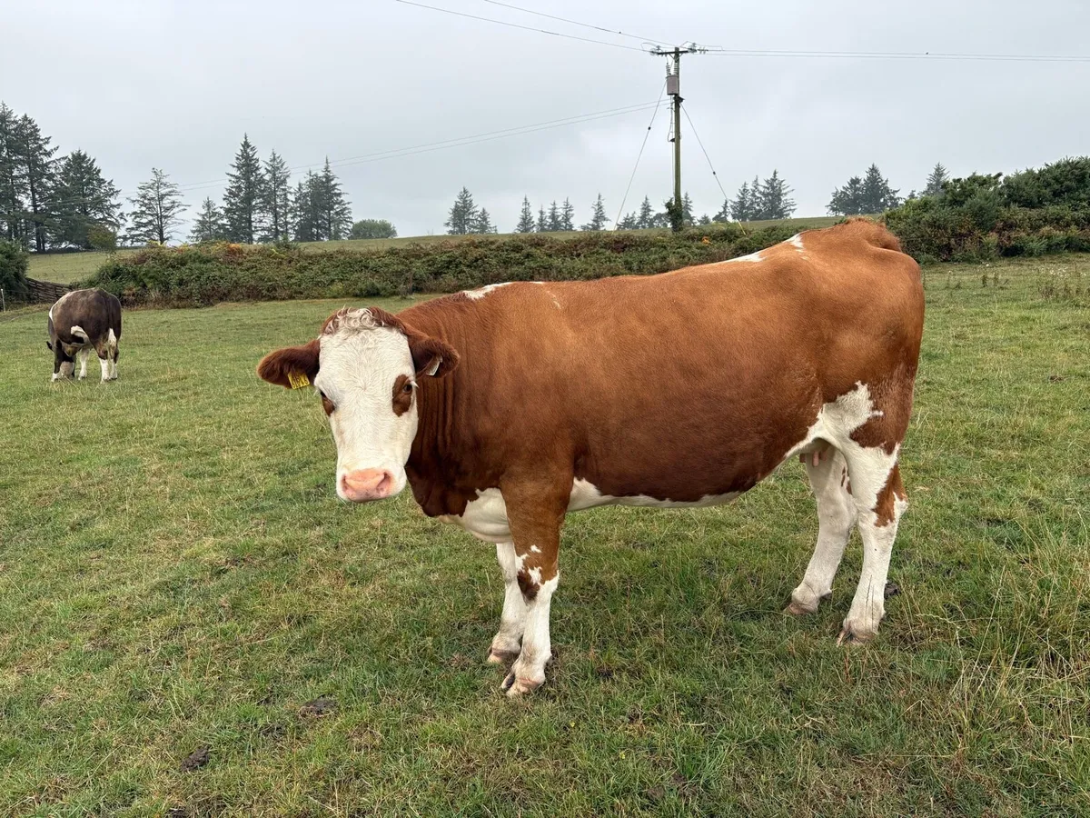 In calf suckler heifers - Image 2
