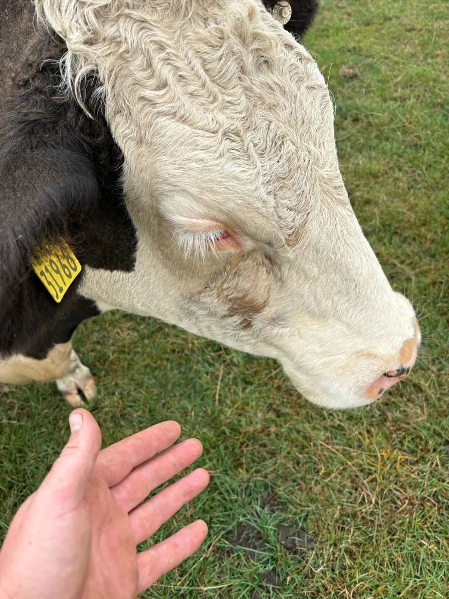 In calf suckler heifers - Image 4
