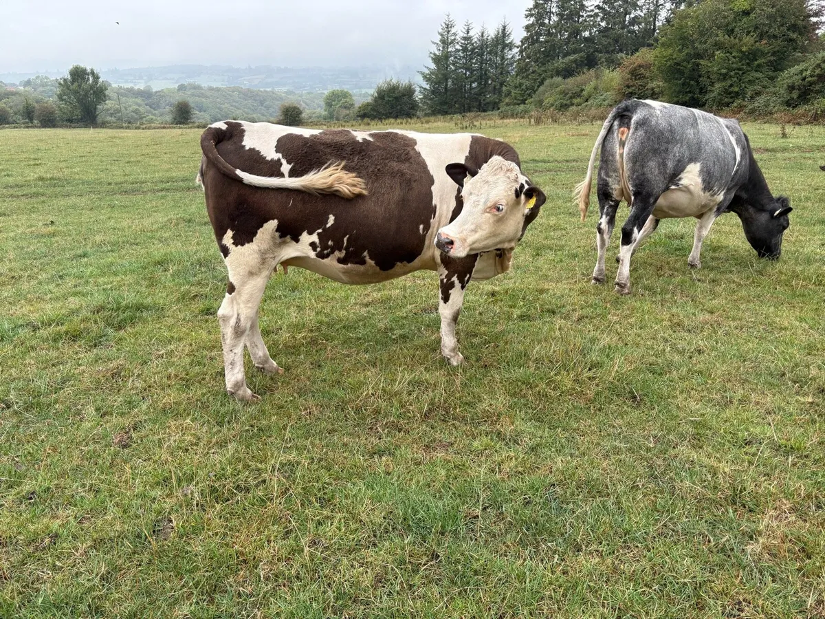 In calf suckler heifers - Image 3