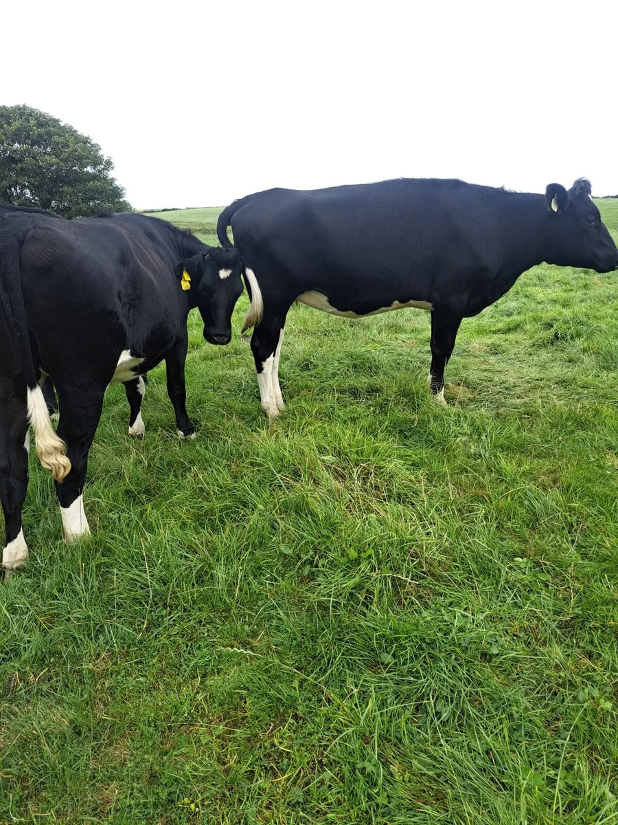 15 FR Incalf Heifers - Image 1