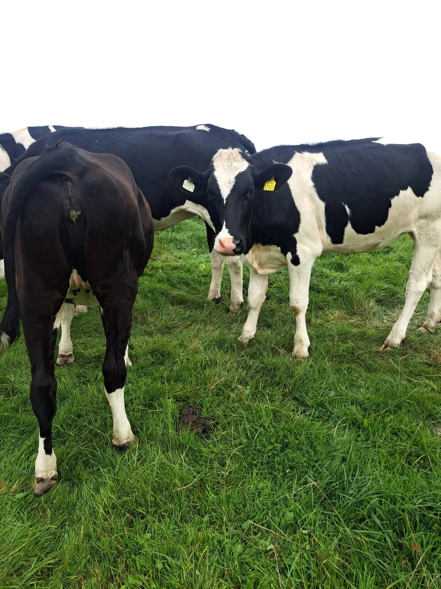 15 FR Incalf Heifers - Image 2