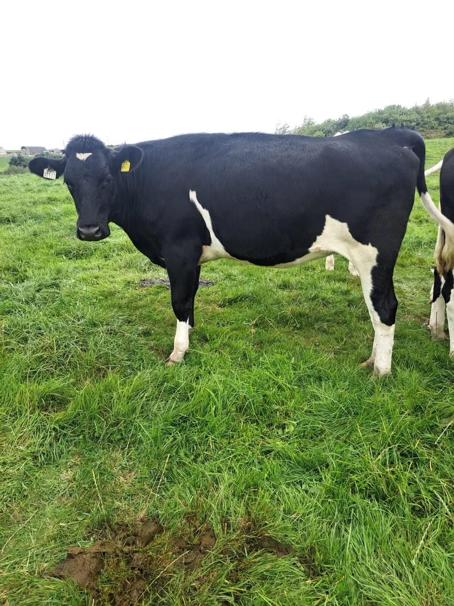 15 FR Incalf Heifers - Image 3