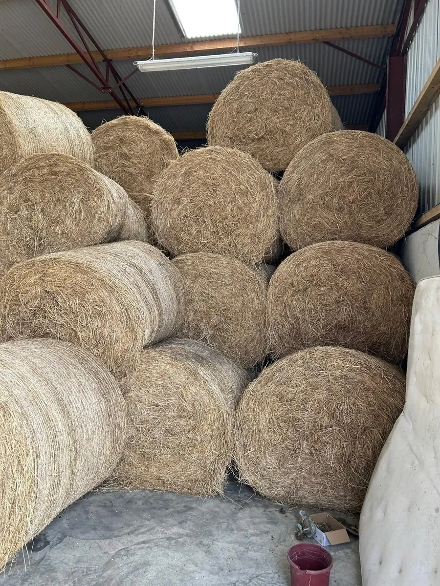 Hay - Image 1