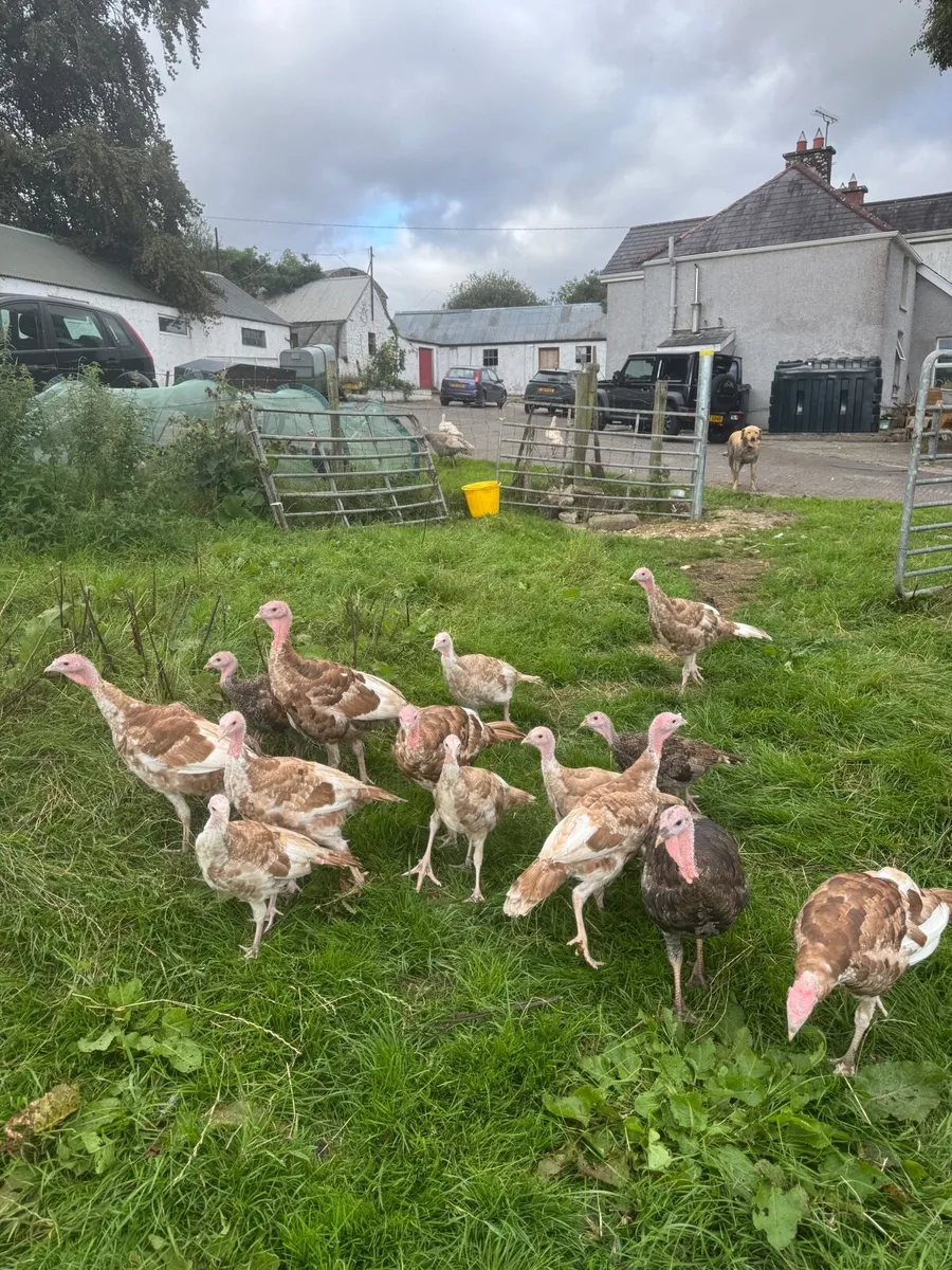 Turkeys - Image 3