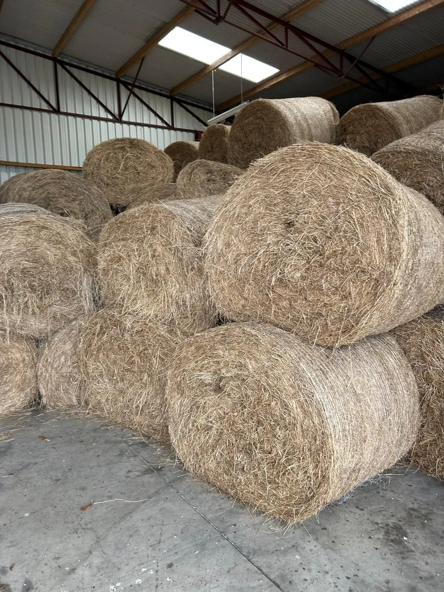 Hay - Image 2