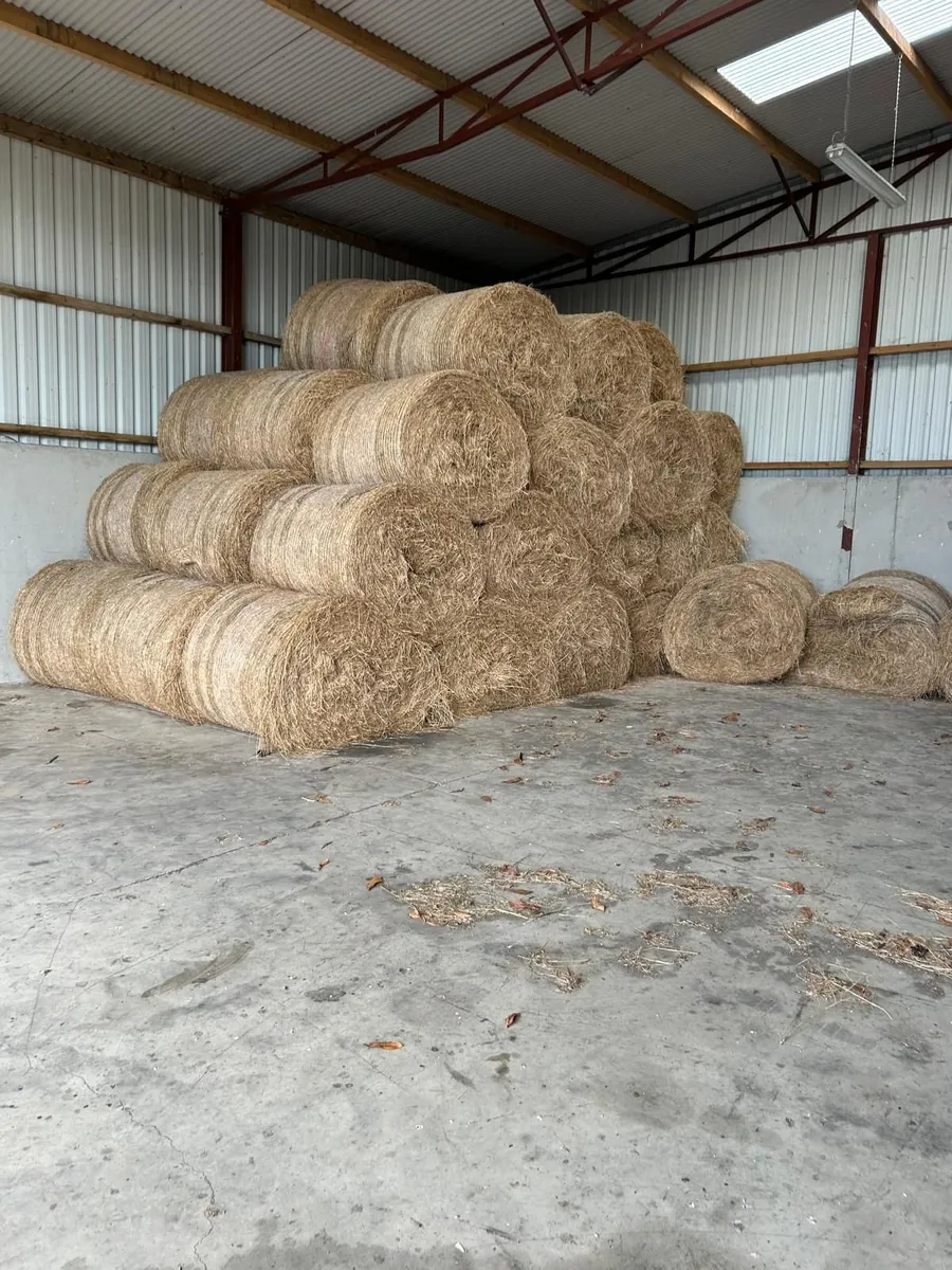 Hay - Image 3