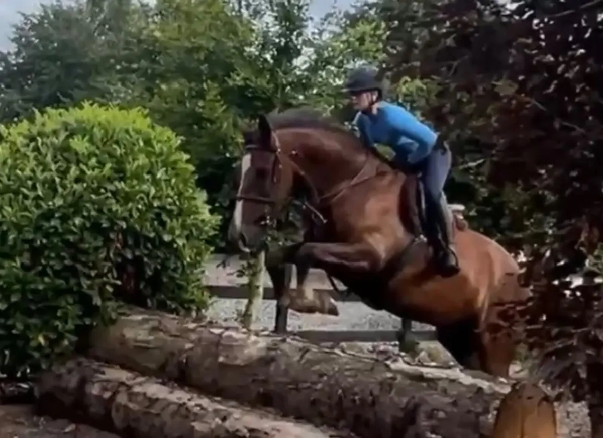 5yo Irish  draught mare for sale - Image 3