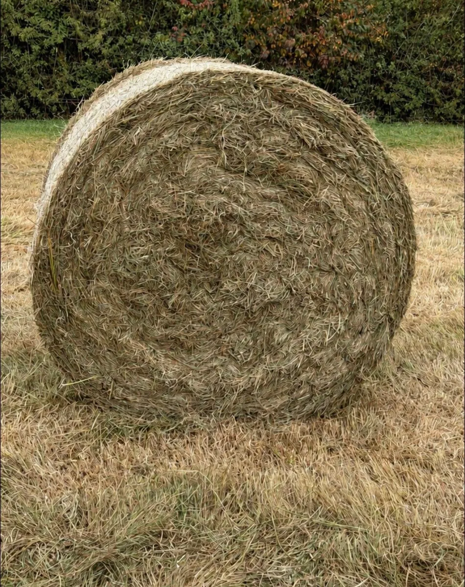 Hay (120 Bales) - Image 1