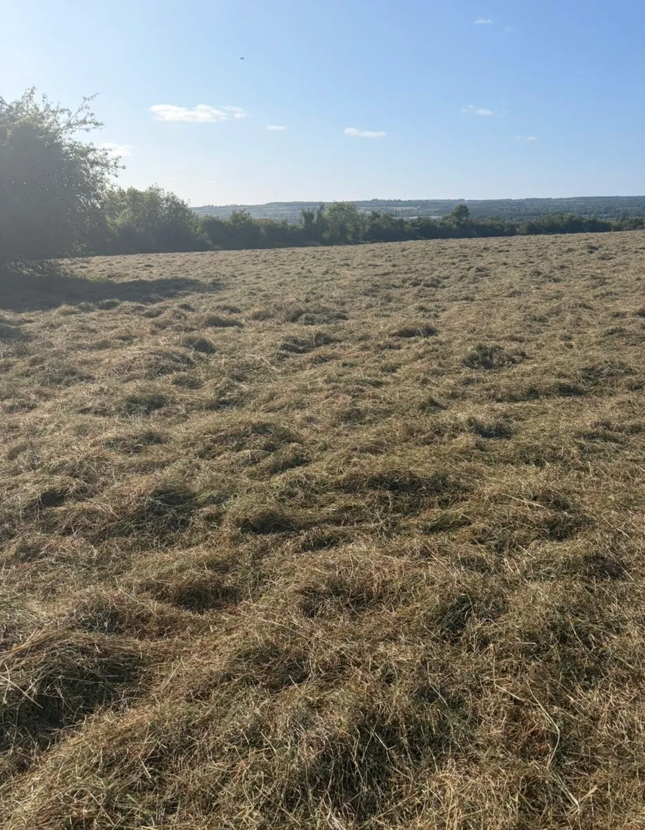 Hay (120 Bales) - Image 2