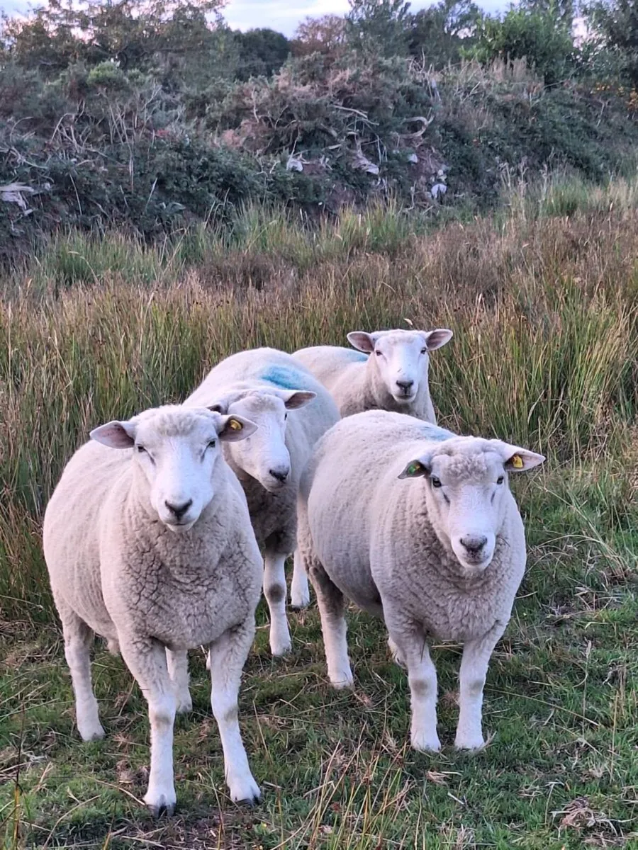 Purebred Galway hoggot rams - Image 1