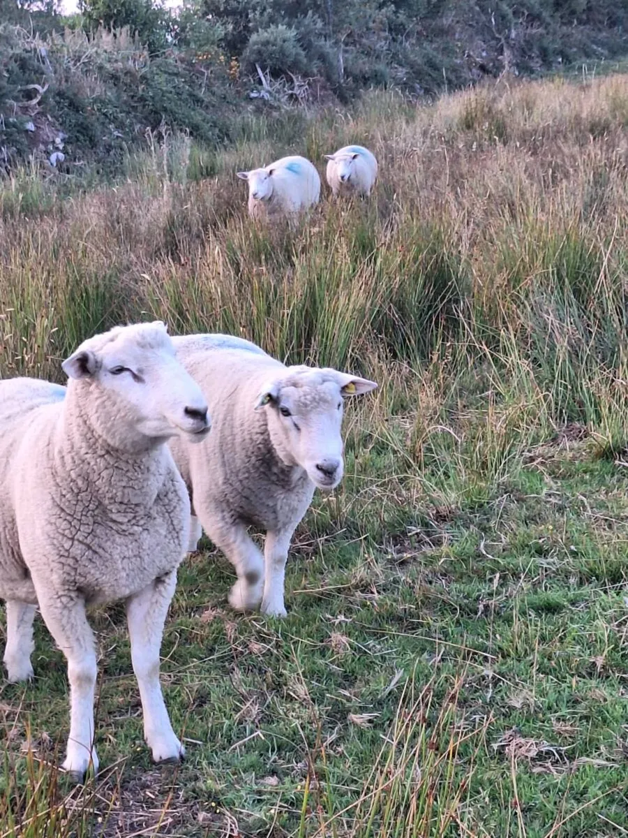 Purebred Galway hoggot rams - Image 2