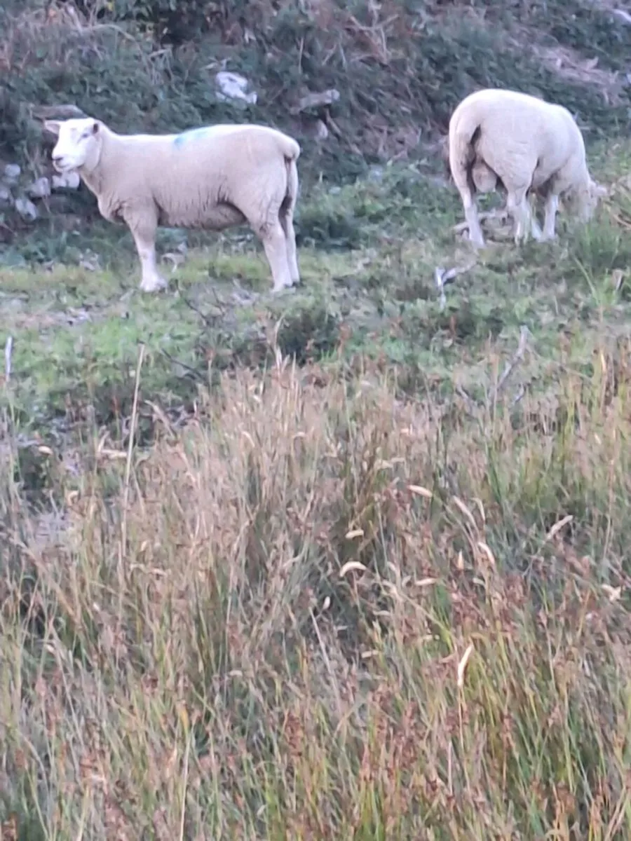 Purebred Galway hoggot rams - Image 3
