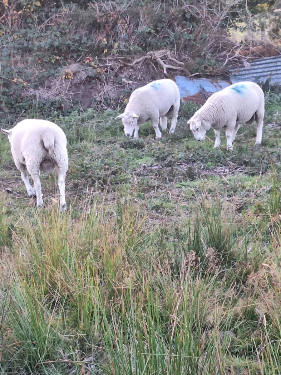 Purebred Galway hoggot rams - Image 4