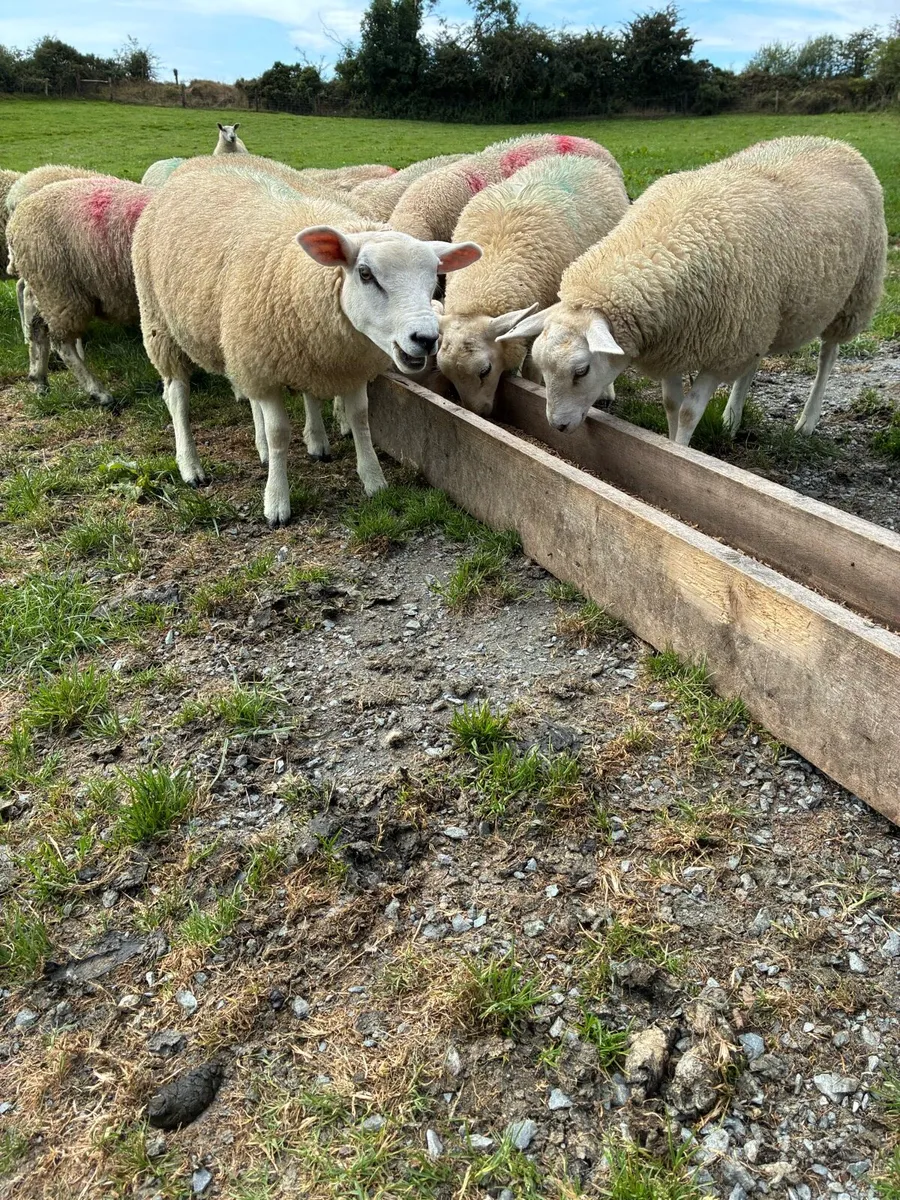 40 ewe lambs - Image 3