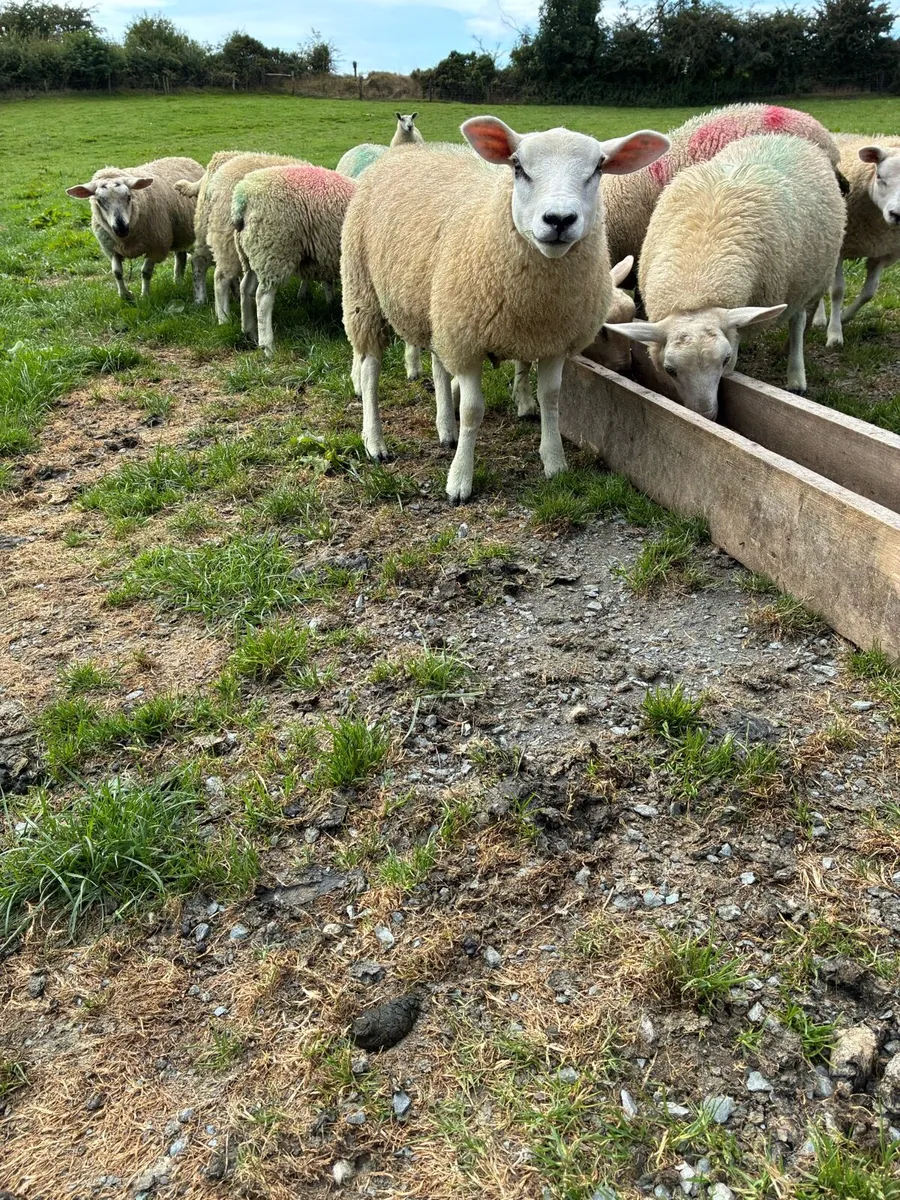 40 ewe lambs - Image 2