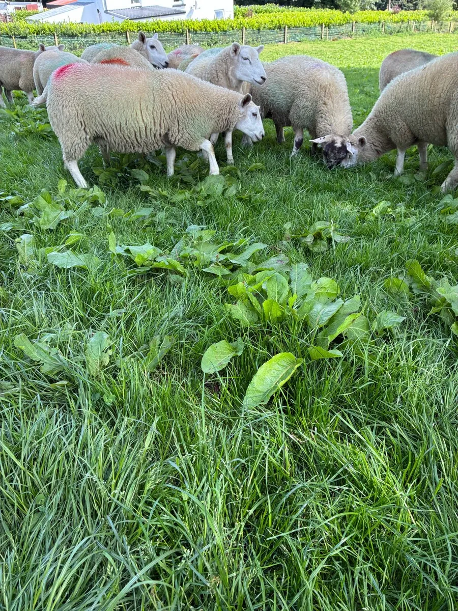 40 ewe lambs - Image 4