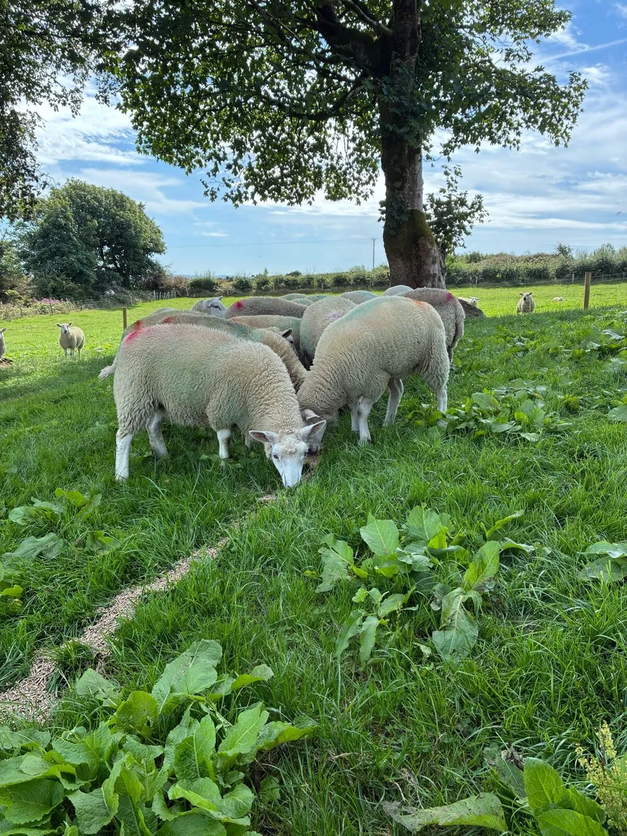 40 ewe lambs - Image 1