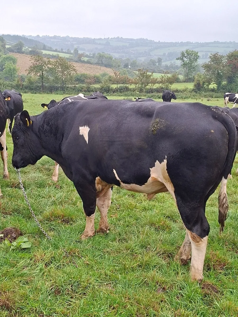 Friesian bull - Image 1
