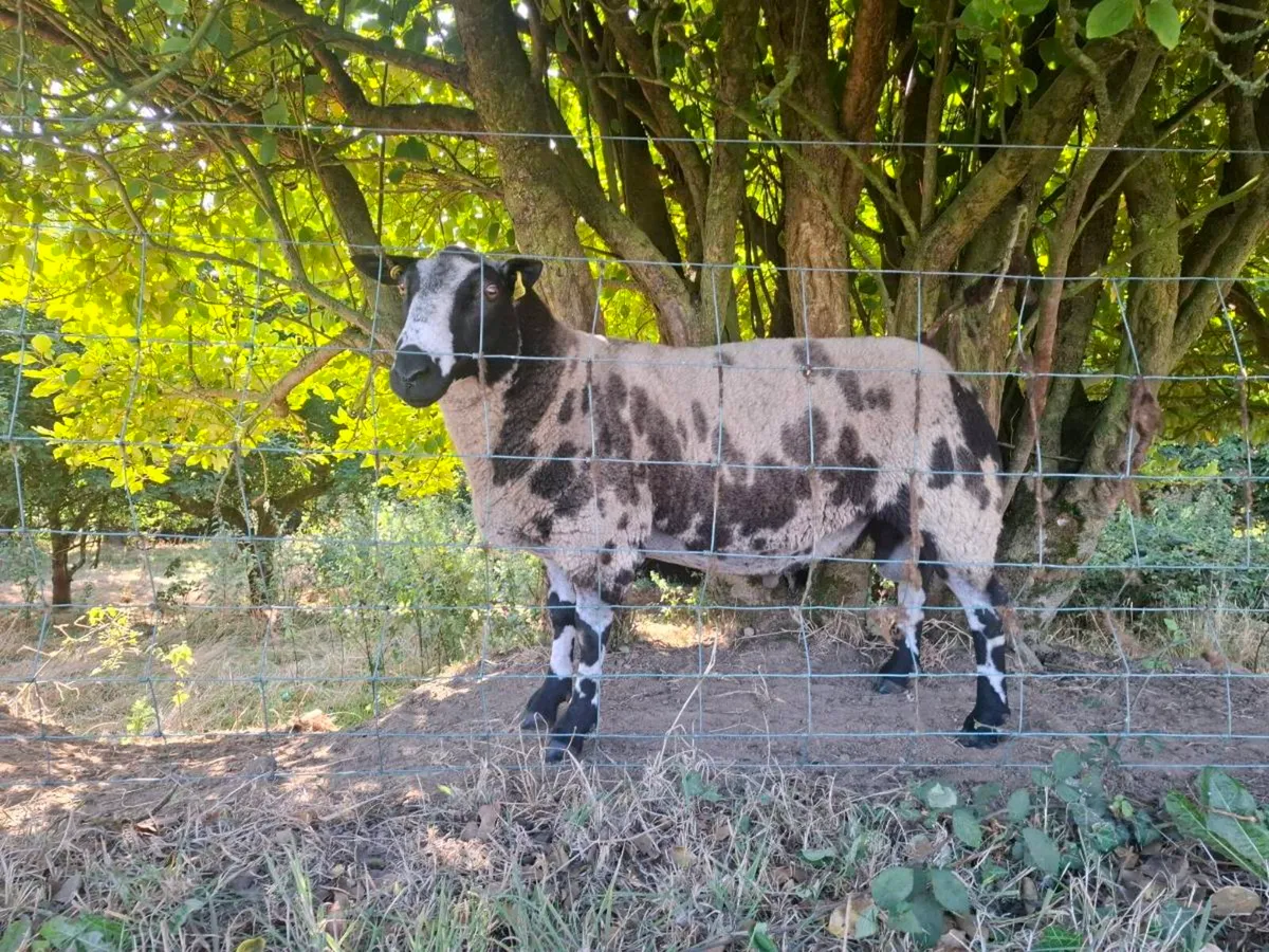 Dutch spotted - Image 1