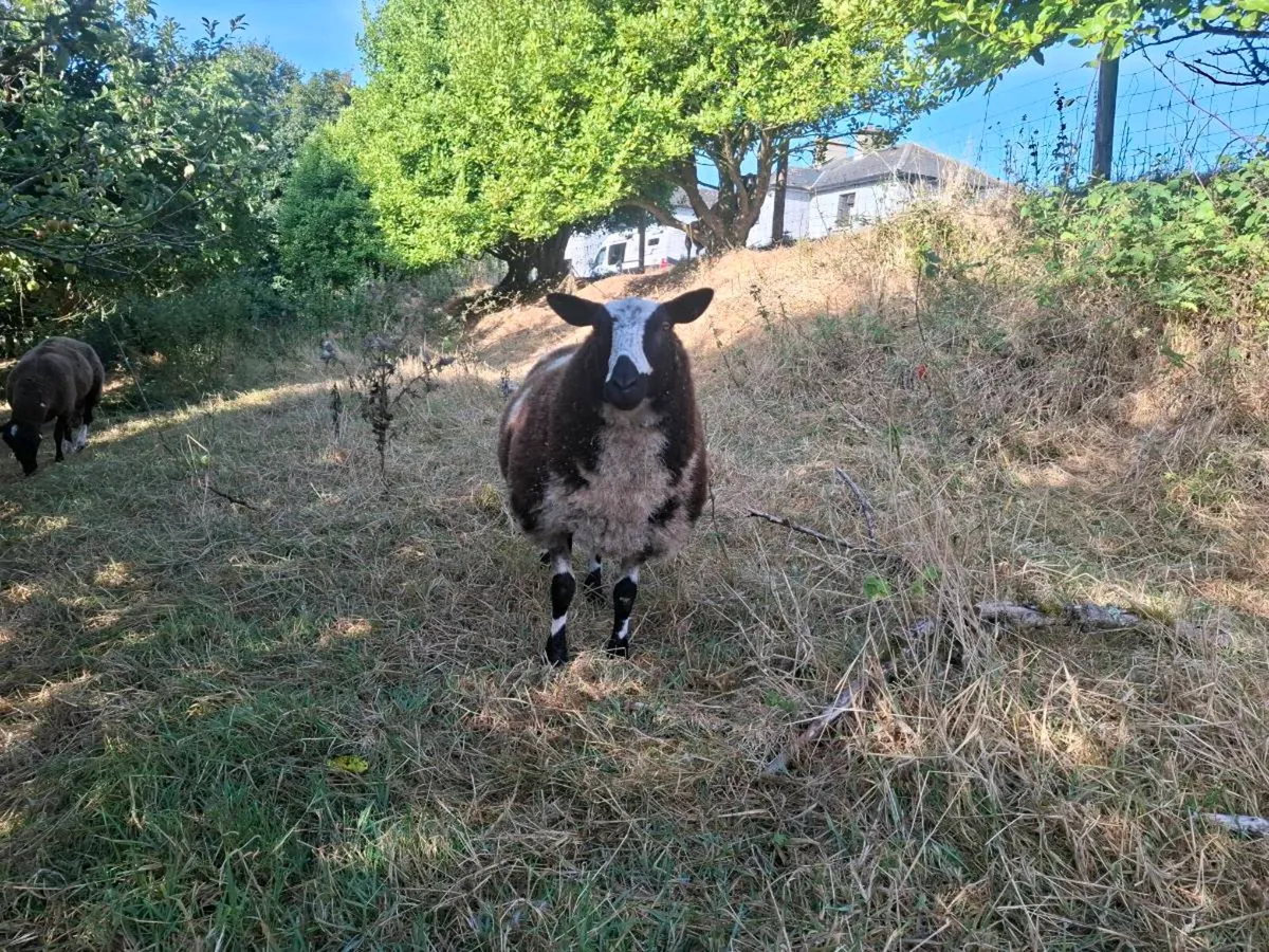 Dutch spotted - Image 2