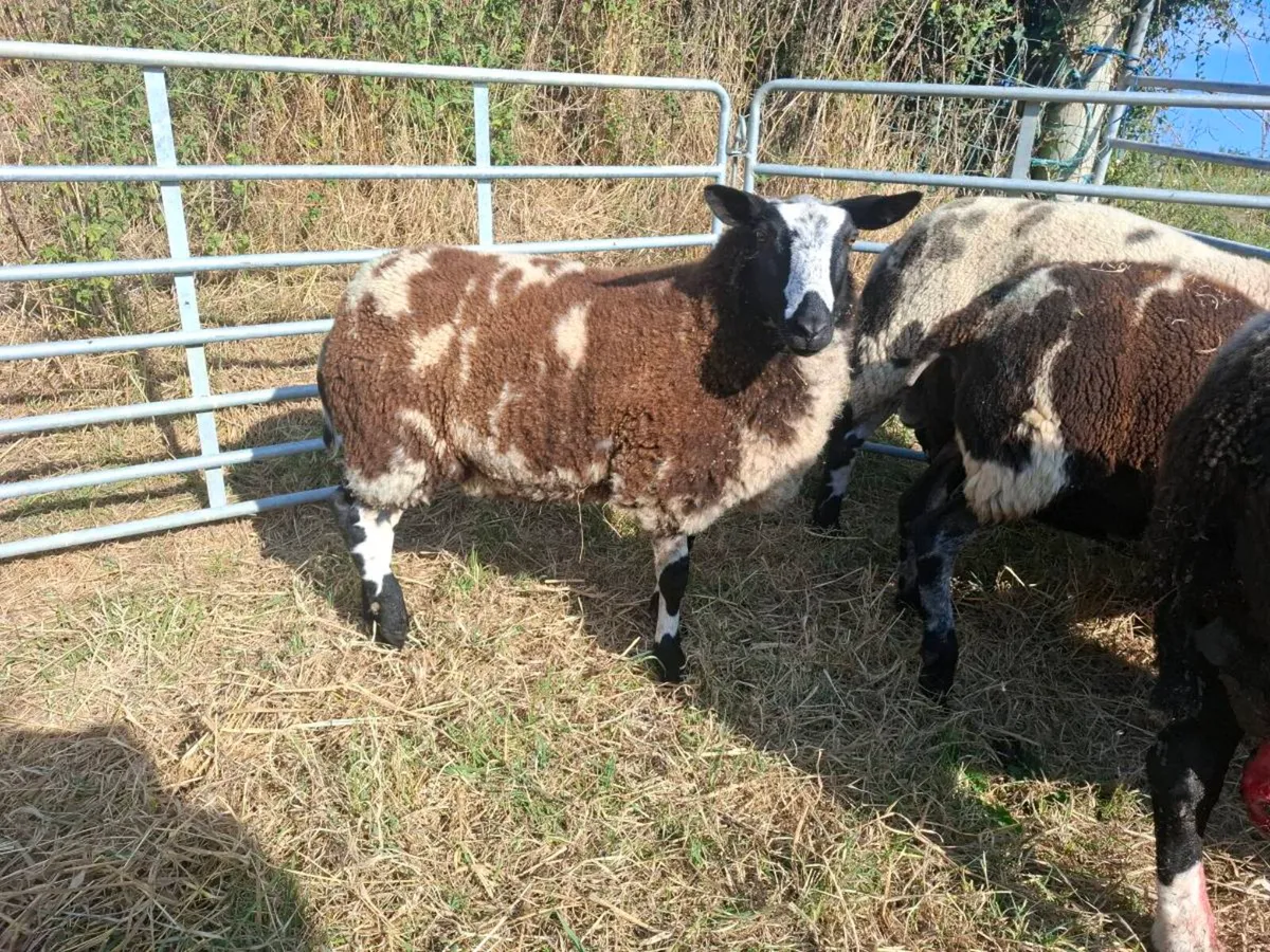 Dutch spotted - Image 3