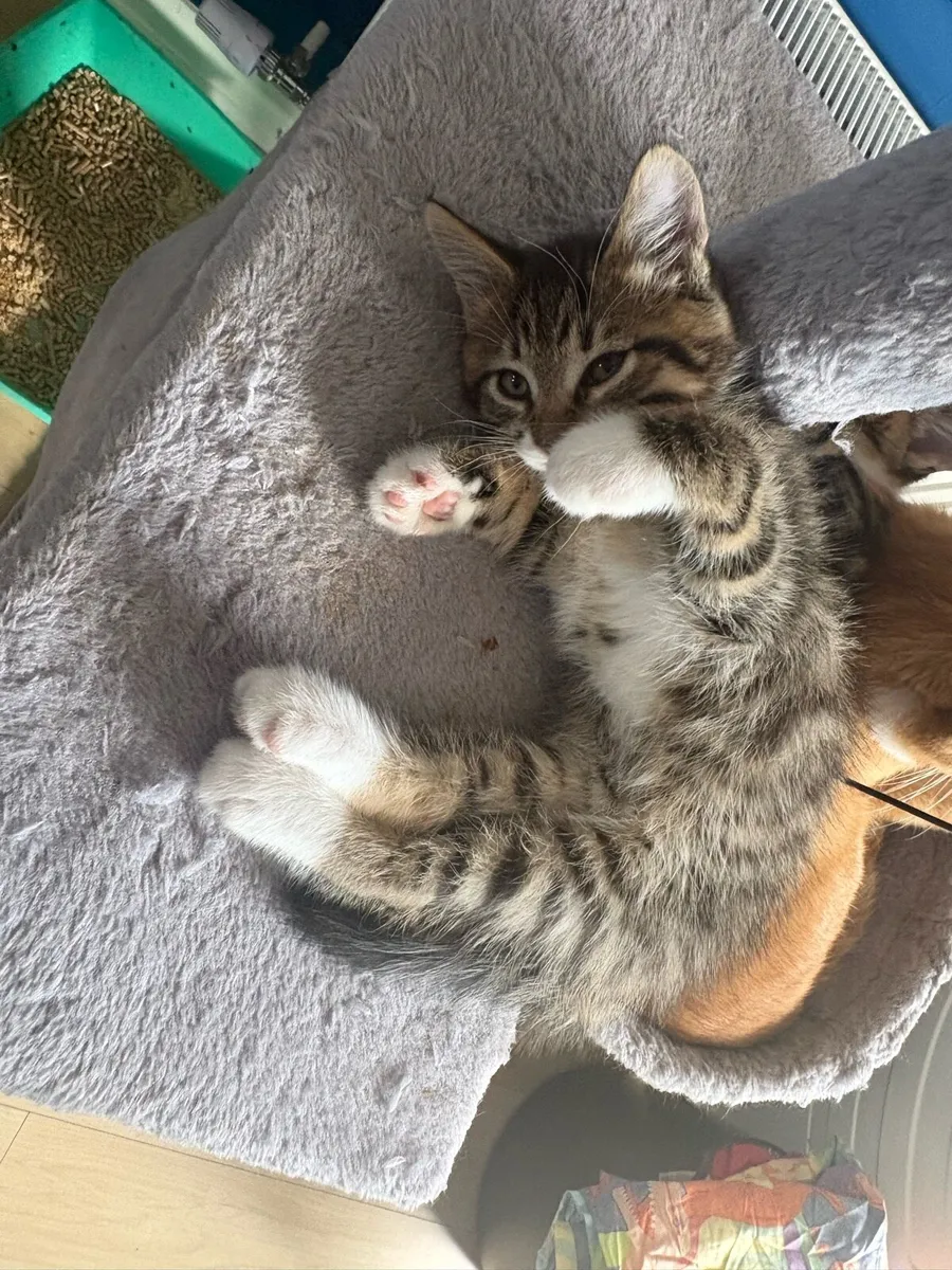 Norwegian Forest cross kittens - Image 1