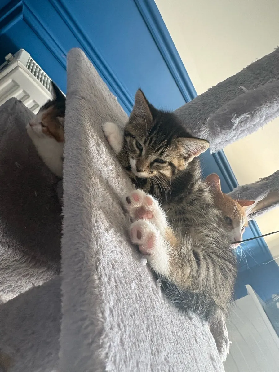 Norwegian Forest cross kittens - Image 2