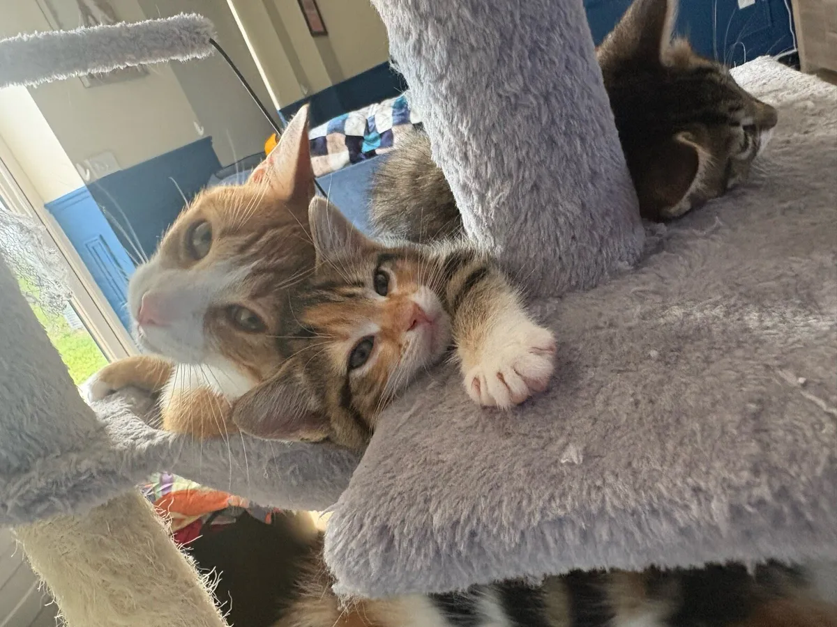 Norwegian Forest cross kittens - Image 3