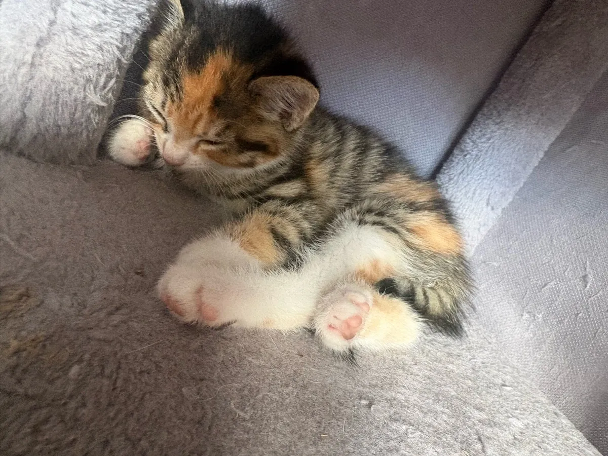 Norwegian Forest cross kittens - Image 4
