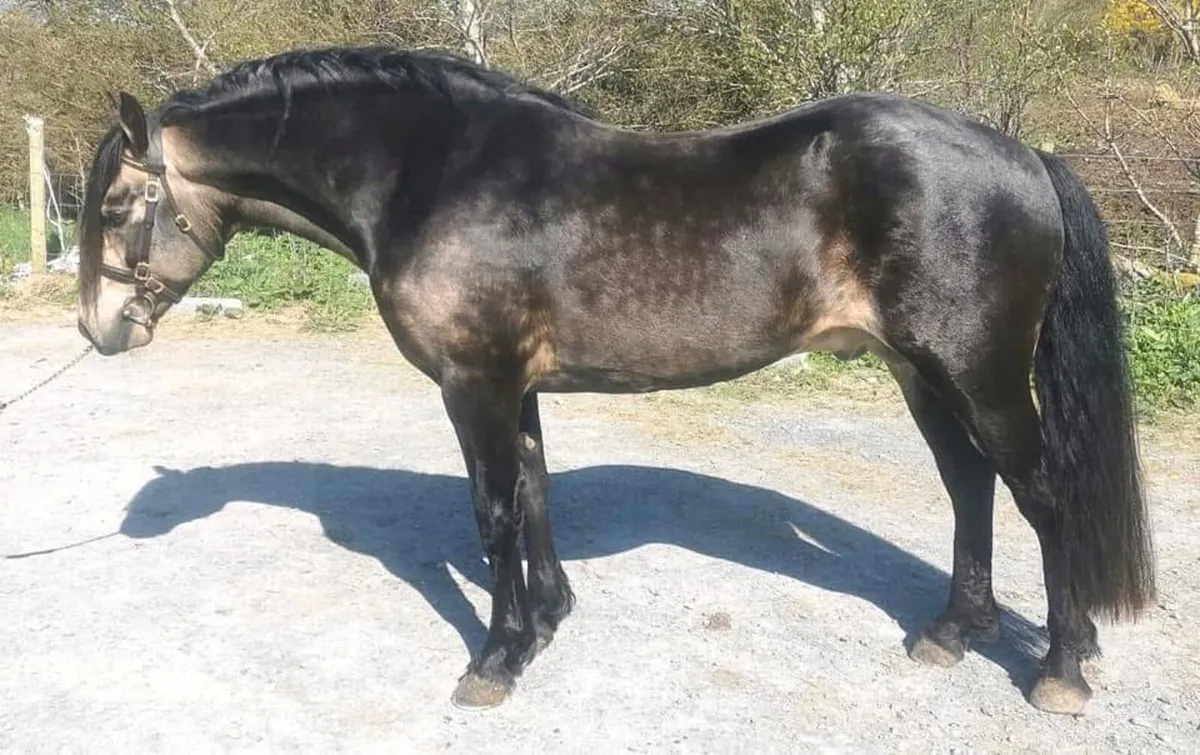 Connemara pony inspection - Image 1