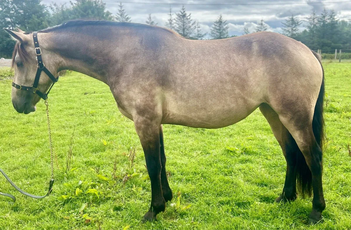 Connemara pony inspection - Image 3