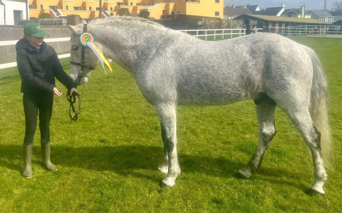 Connemara pony inspection - Image 2