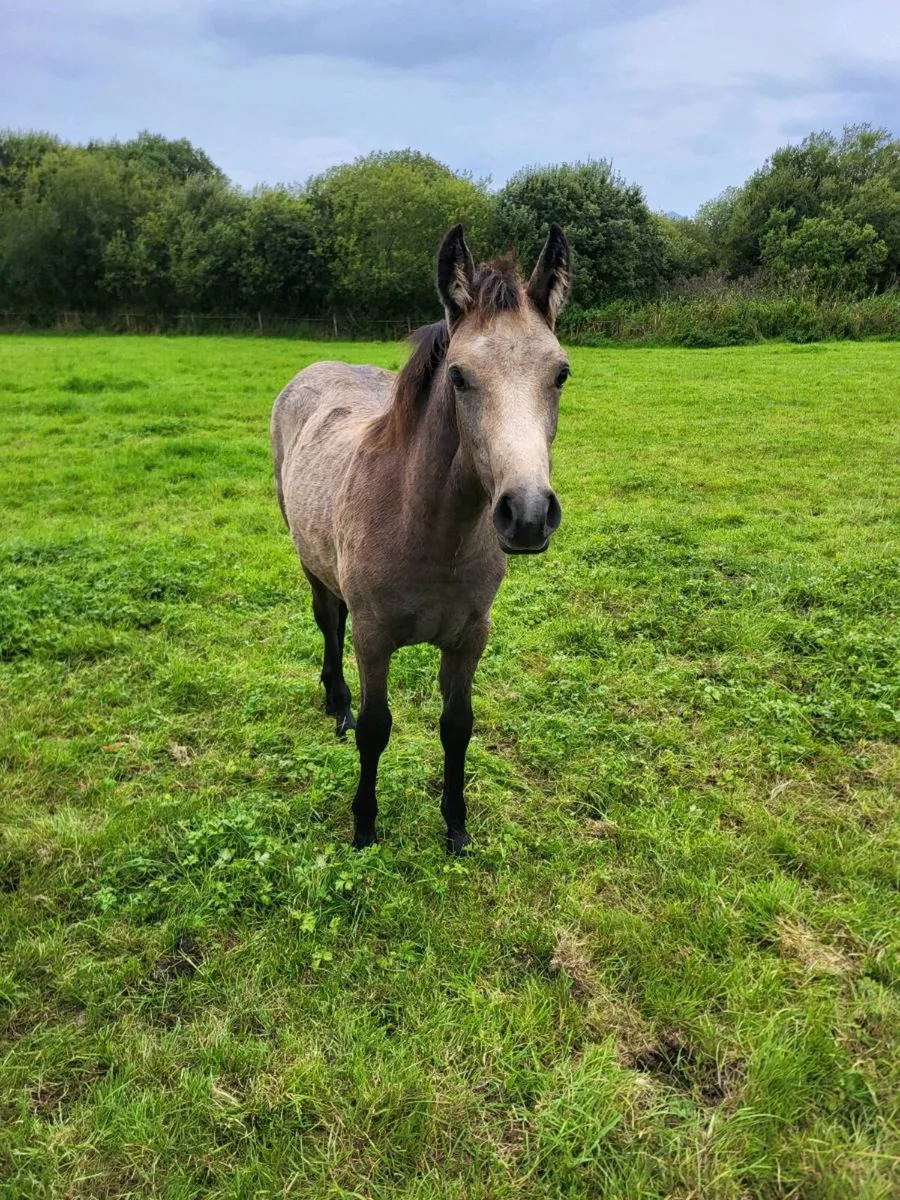 Connemara filly foal - Image 1