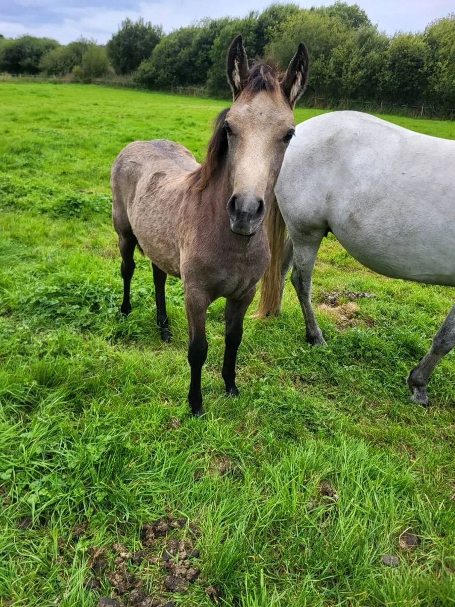 Connemara filly foal - Image 2