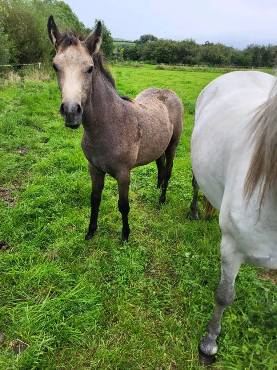 Connemara filly foal - Image 3