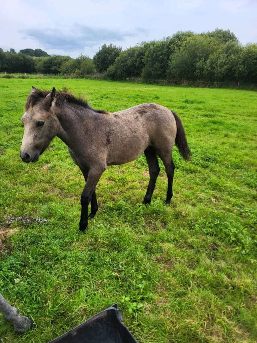 Connemara filly foal - Image 4