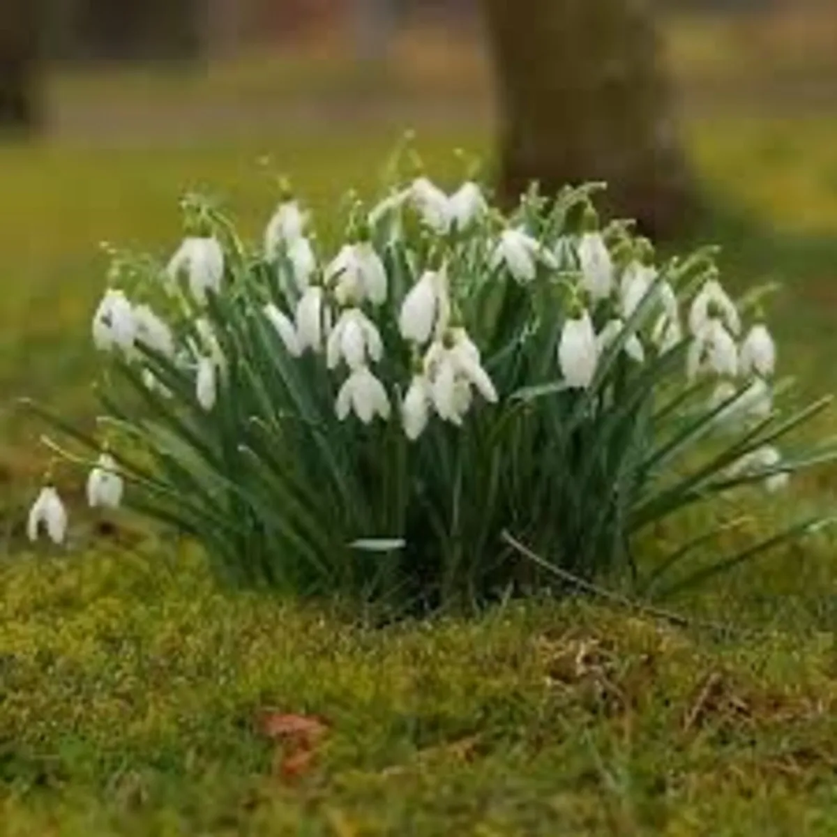 Bulk snowdrop bulbs - Image 3