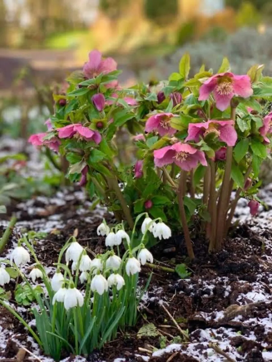 Bulk snowdrop bulbs - Image 4