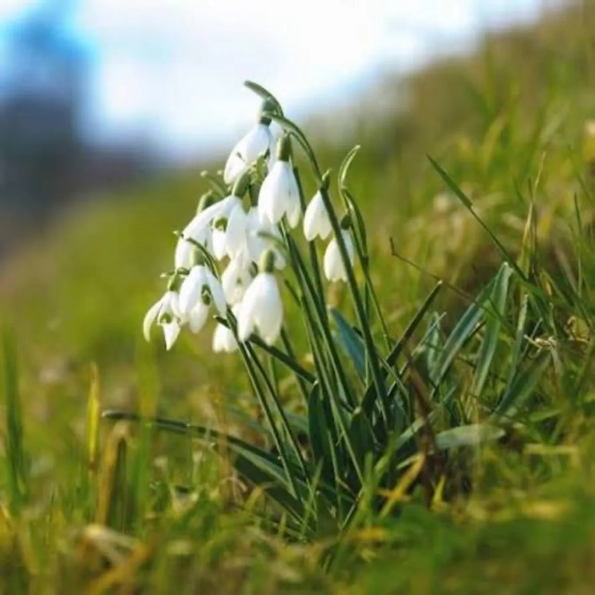 Bulk snowdrop bulbs - Image 1