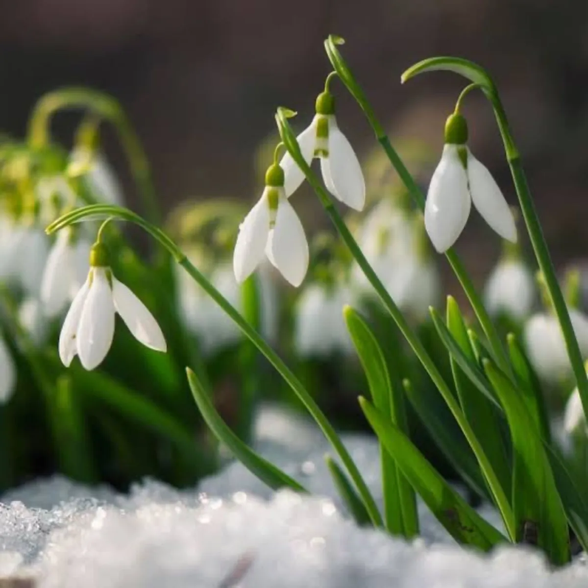 Bulk snowdrop bulbs - Image 2
