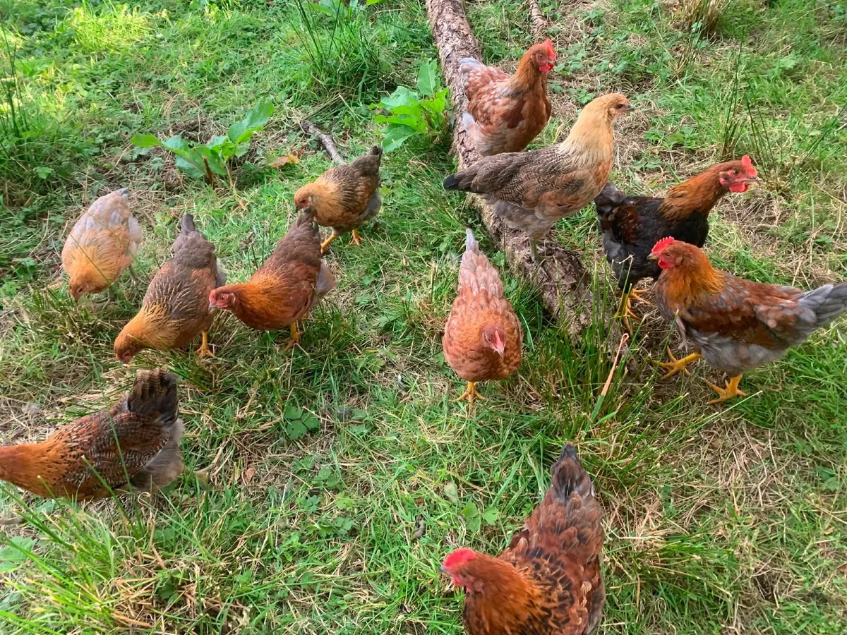 Pullets - Image 3